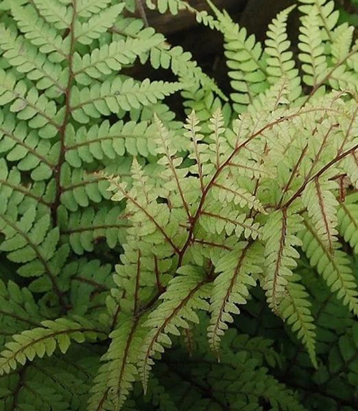 Athyrium othophorum Okanum